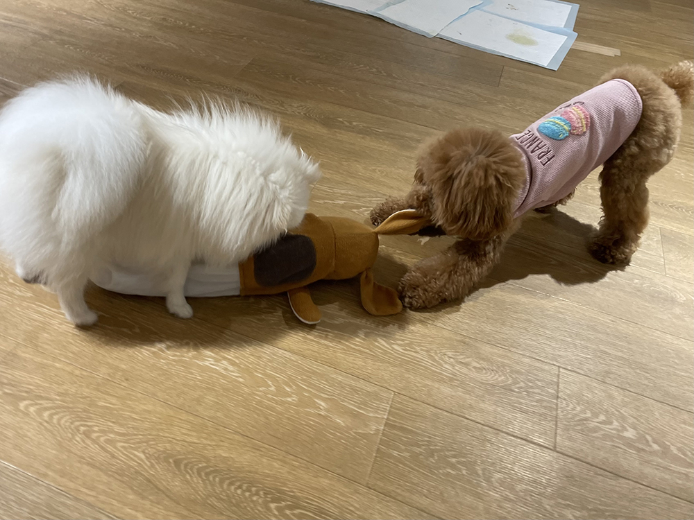 お手入れの練習