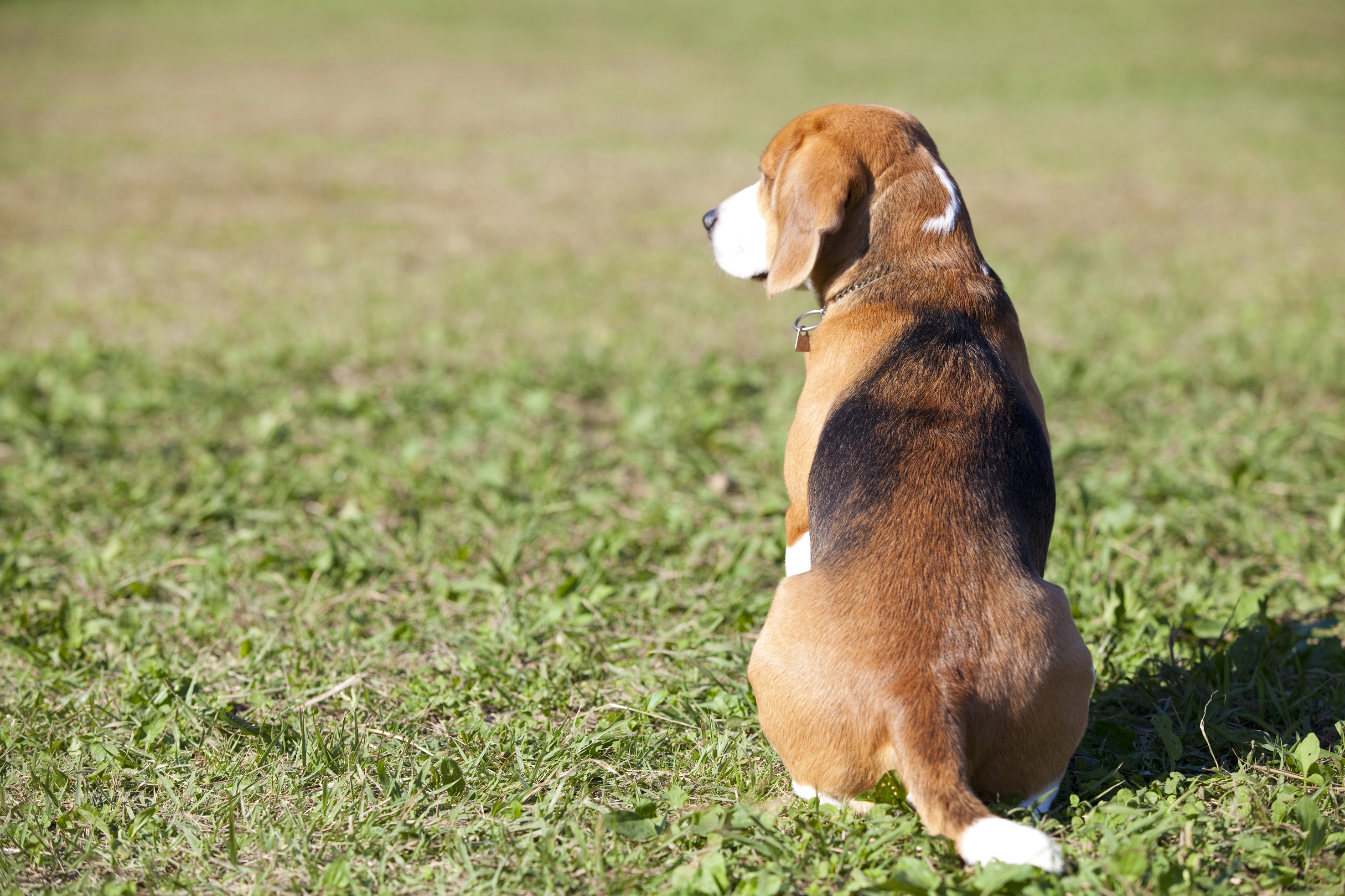 保護犬活動を行っています