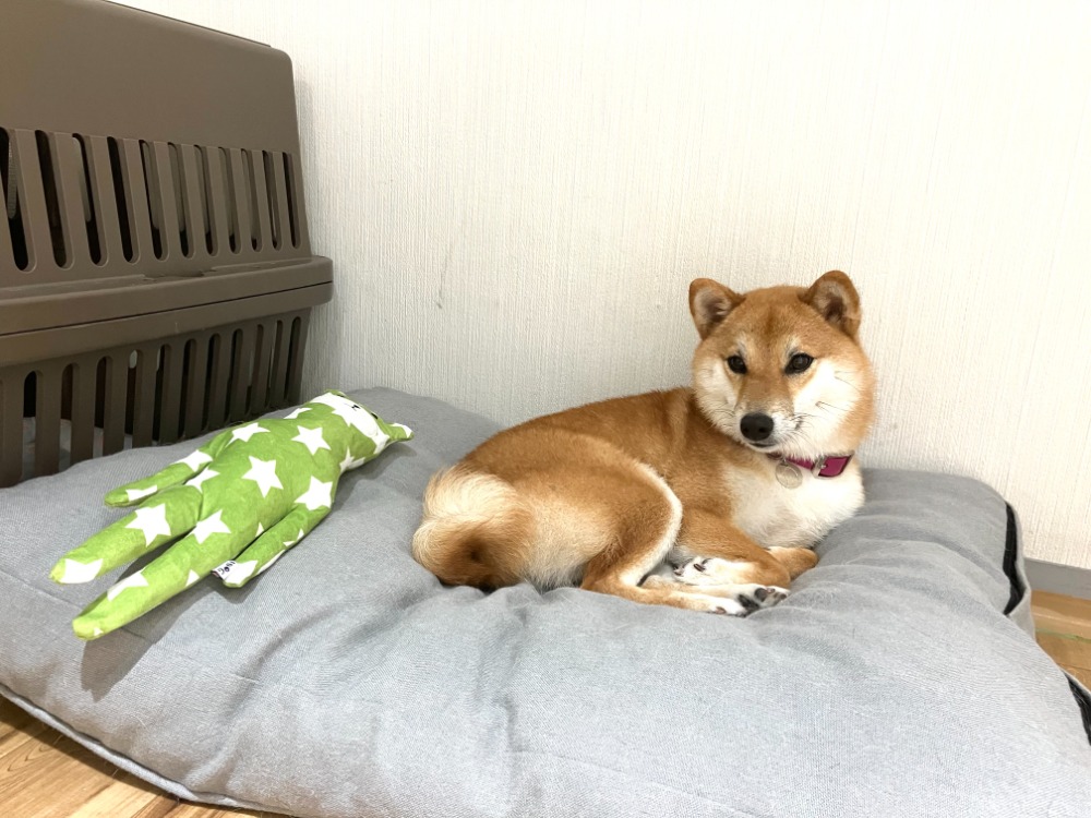 ペットホテル