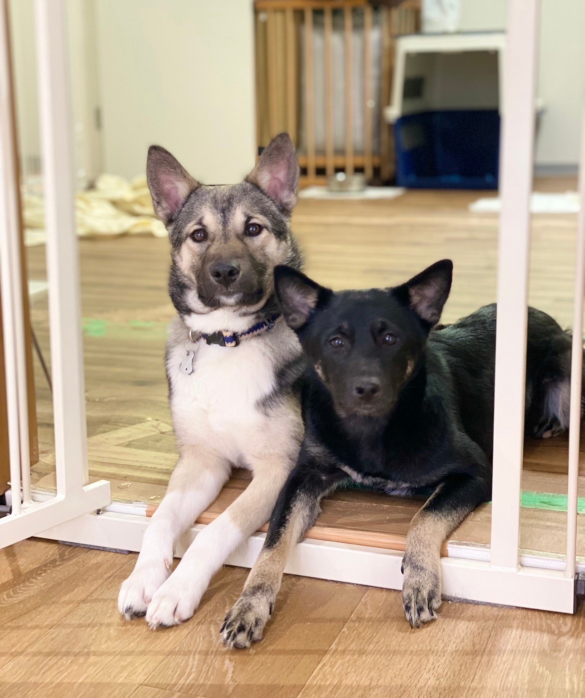 保護犬活動を行っています